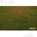 Jesienne tło fotograficzne – brzozowy las z muchomorami i girlandą | J_233